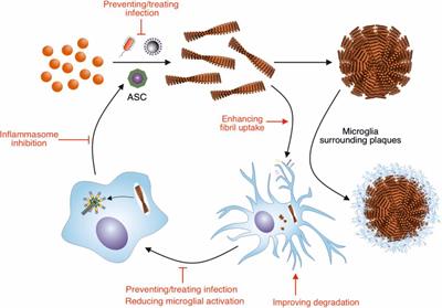 Modulation of β-Amyloid Fibril Formation in Alzheimer’s Disease by Microglia and Infection